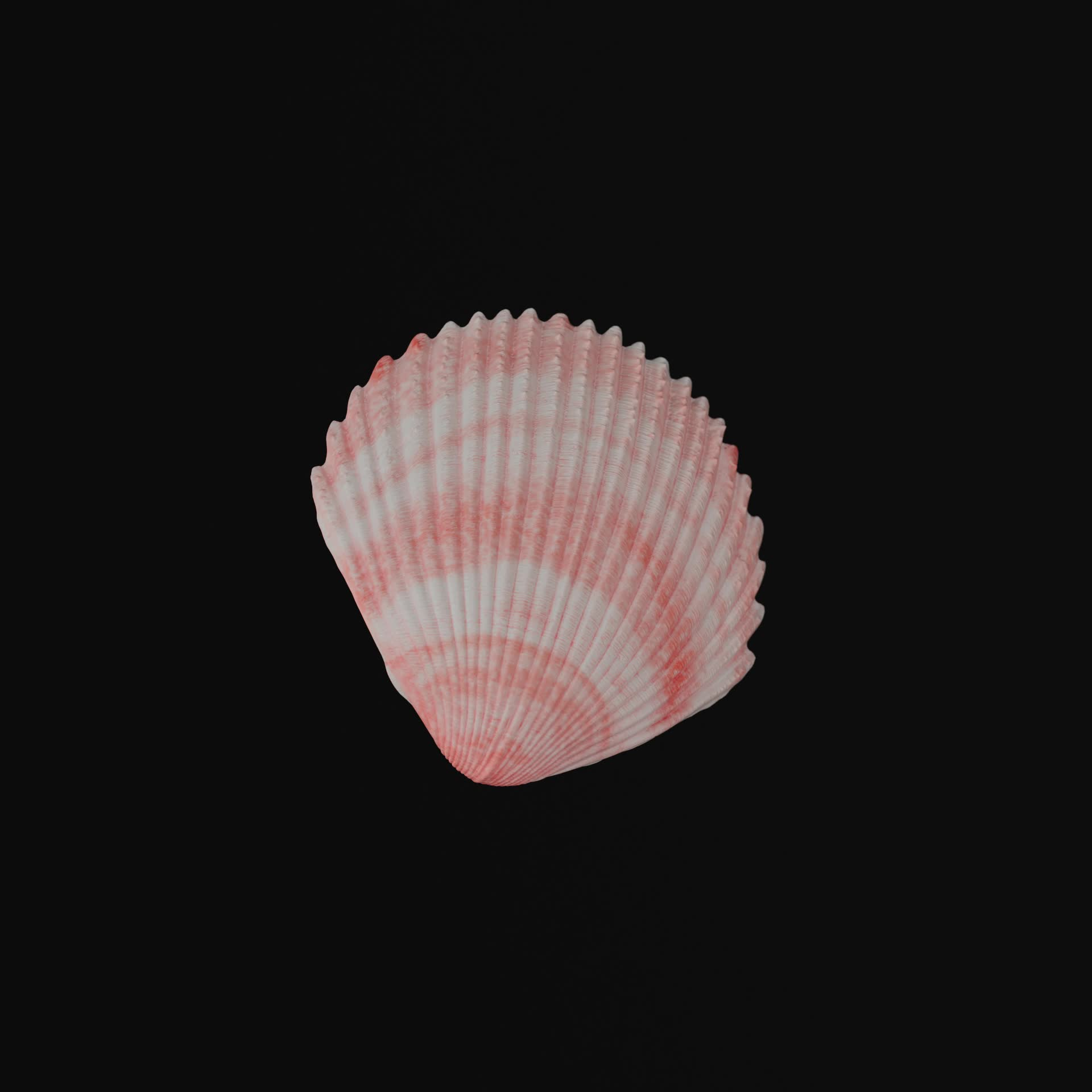 Shell from a trip to the beach #10/100